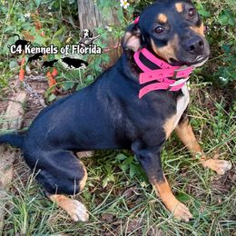 Cricket - Catahoula Leopard Dog