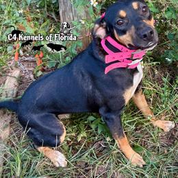Cricket - Catahoula Leopard Dog