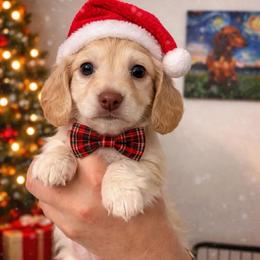 Elsa - Cream female Dachshund puppy in Pierson, Florida from Paige’s Mini Dachshunds