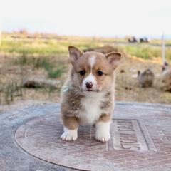 Biscuit - Red male Pembroke Welsh Corgi puppy in Stockton, Utah from BW Corgis