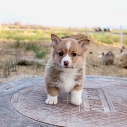 Biscuit - Red male Pembroke Welsh Corgi puppy in Stockton, Utah from BW Corgis