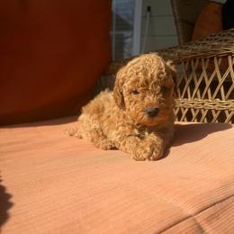 June - Red  female Poodle puppy in Chesnee, South Carolina from Megan’s Spoiled Standards