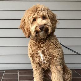 Chloe - Australian Labradoodle