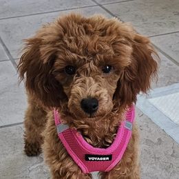 Goldendoodles and Poodles from Carriage House Toy Doodles and Poodles