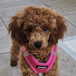Goldendoodles and Poodles from Carriage House Toy Doodles and Poodles