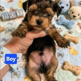 Boy 1 - Black and tan male Yorkshire Terrier puppy in Mobile, Alabama from Southern Elite Yorkies
