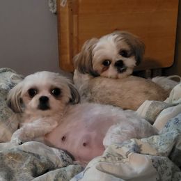 Shih Tzus from Ginger's Shih Tzus