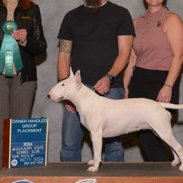 Bull Terriers from Forever Young Bull Terriers