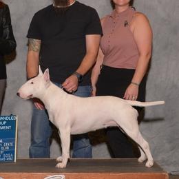 Bull Terriers from Forever Young Bull Terriers