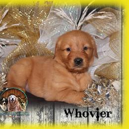 Whovier - Dark golden female Golden Retriever puppy in Anson, Texas from Diamond Bar N Ranch