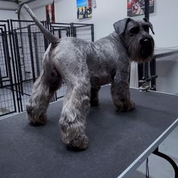 Metoo - Miniature Schnauzer