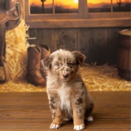 Beth - Red merle female Australian Shepherd puppy in Kathleen, Georgia from CM Farm