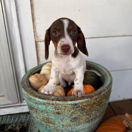 Benny - Piebald male Dachshund puppy in Aurora, Missouri from Baker Farms