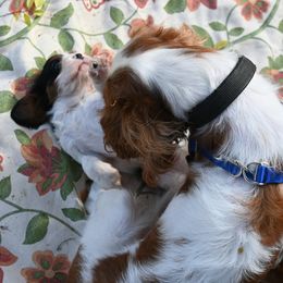 Cavalier King Charles Spaniel Puppies from Critter's Cottage Cavaliers