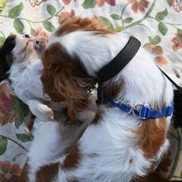 Cavalier King Charles Spaniel Puppies from Critter's Cottage Cavaliers