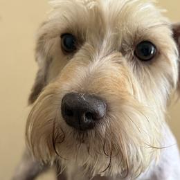 Penny - Miniature Schnauzer