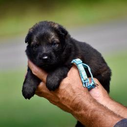 Blue - Sable male German Shepherd puppy in Cherryville, North Carolina from Masky Kennel