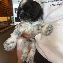 Beau - Blue roan male Cocker Spaniel puppy in Sautee Nacoochee, Georgia from Candy's Cockers
