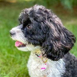 Molly - Cockapoo