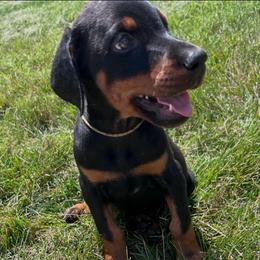 Kaiser - Black and rust male Doberman Pinscher puppy in Peru, Indiana from De luxe dobermans