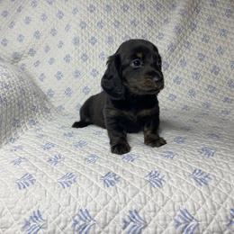 Nixon - Brindle male Dachshund puppy in Richmond, Virginia from Paw Prints
