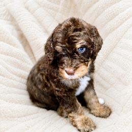 Yankee - Tri-color male Bernedoodle puppy in Lookout, California from Remington Kennels, LLC
