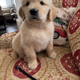 Black - Golden male Golden Retriever puppy in Salisbury, North Carolina from Golden Paws of Purpose