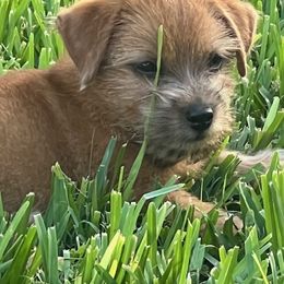 Joshua - Red male Norfolk Terrier puppy in Mcllen, Texas from Regency Norfolks