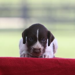 Girl 6 - Liver and white female German Wirehaired Pointer puppy in Reddick, Florida from Afterhours German Wirehaired Pointers and Basset Fauve de Bretagne