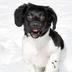 Stabyhouns from Faehoun Stabyhouns