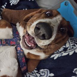 Stella - Basset Hound