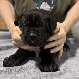 Lime - Black male Cane Corso puppy in Paris, Texas from Knucklehead Cane Corso