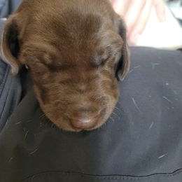 Girl 2 - Liver and white female German Shorthaired Pointer puppy in North Liberty, Iowa from Luna's GSP