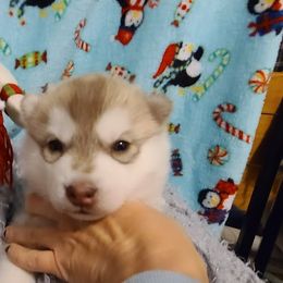 German Shepherd and Siberian Husky Puppies from Sstar
