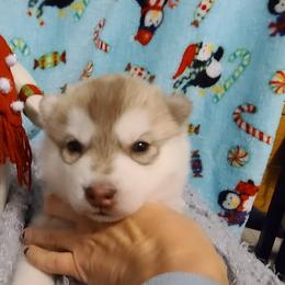 German Shepherd and Siberian Husky Puppies from Sstar