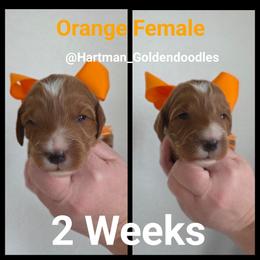 Orange - Red  female Goldendoodle puppy in Upland, California from Hartman Goldendoodles