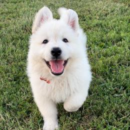 Rev - White male Berger Blanc Suisse puppy in Chestnut, Illinois from Fireside Fernweh WSS & Kriegerseele GSD