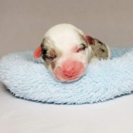 American Corgi and Pembroke Welsh Corgi Puppies from Whimsical Treasure Corgis