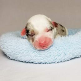 American Corgi and Pembroke Welsh Corgi Puppies from Whimsical Treasure Corgis
