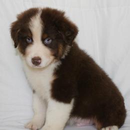 Asher - Red tri-color male Australian Shepherd puppy in Richmond, Texas from Big Zen Aussies