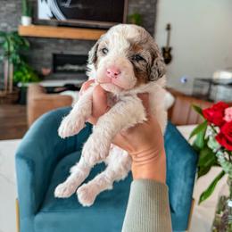 B U T T E R F L Y - teddy bear- 10-15 lbs - Blue merle female Bernedoodle puppy in Pleasant View, Utah from Anchor Dogs