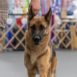Irma - German Shepherd