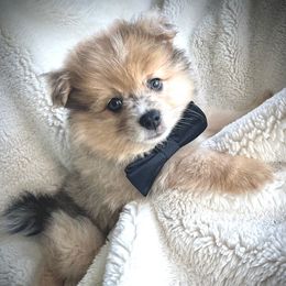 Chippy - Lavender male Pomeranian puppy in Ann Arbor, Michigan from Pleasant Lake, Pom Pups