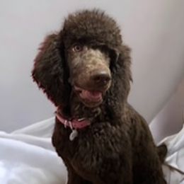 Goldendoodles and Poodles from Ds_minidoodles