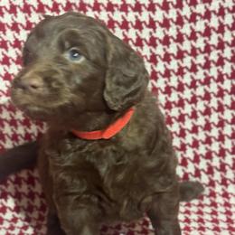 Ghiradelli - Chocolate female Goldendoodle puppy in Tybee Island, Georgia from Castaway Doodles