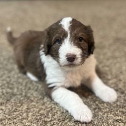 Kristoff - Aussiedoodle puppy from Jojo the Sanpete Aussie