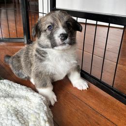 Uriel - Sable male Pembroke Welsh Corgi puppy in Northampton, Massachusetts from Lola’s Corgis