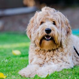 Beanie - Labradoodle