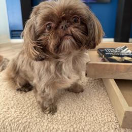 Baki - Shih Tzu