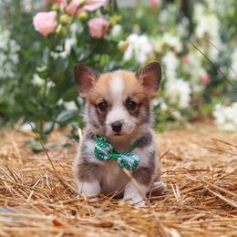 Blake - Sable male Pembroke Welsh Corgi puppy in Sugarcreek, Ohio from Admar Canines
